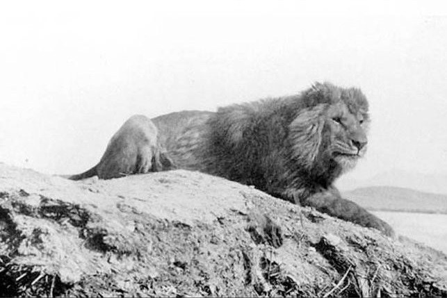 Barbary Lion – Extinction